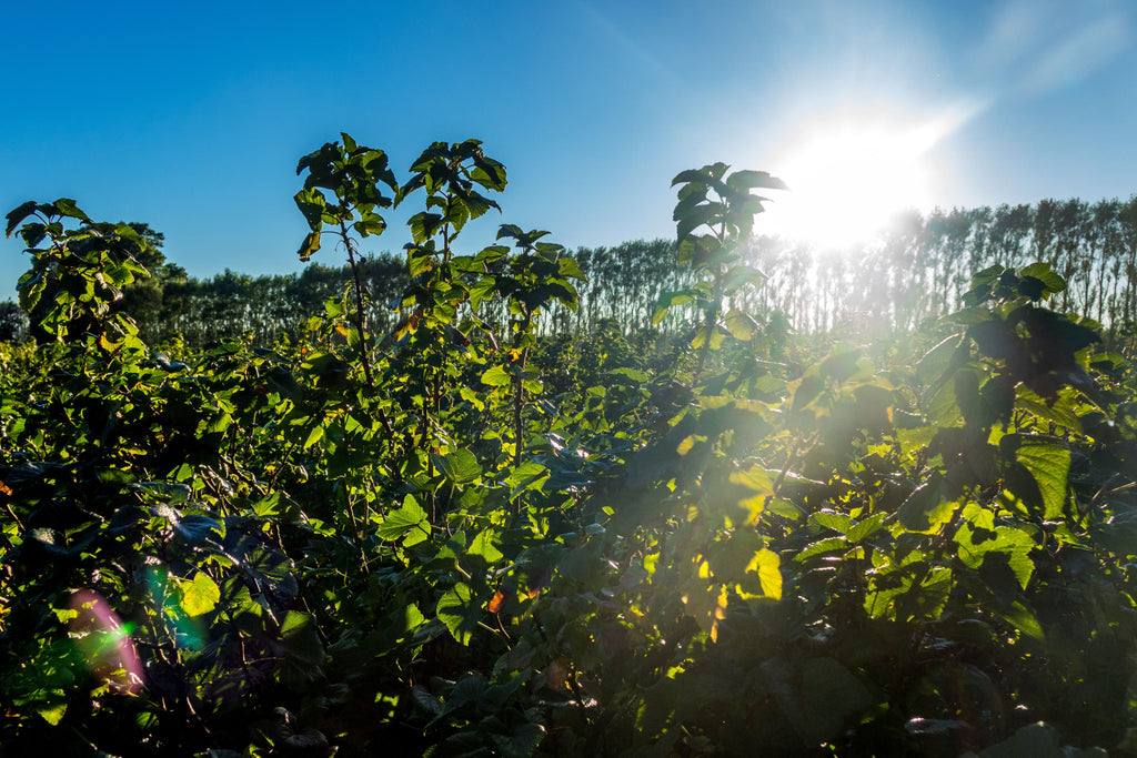 Mother Nature's marvels: Sunkissed and splendid, our Kiwi blackcurrants are ready for harvest
