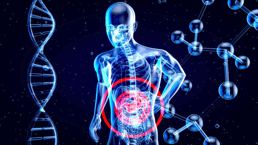 The Gut-Health Connection: Blackcurrant's emerging role for athletes and general wellbeing